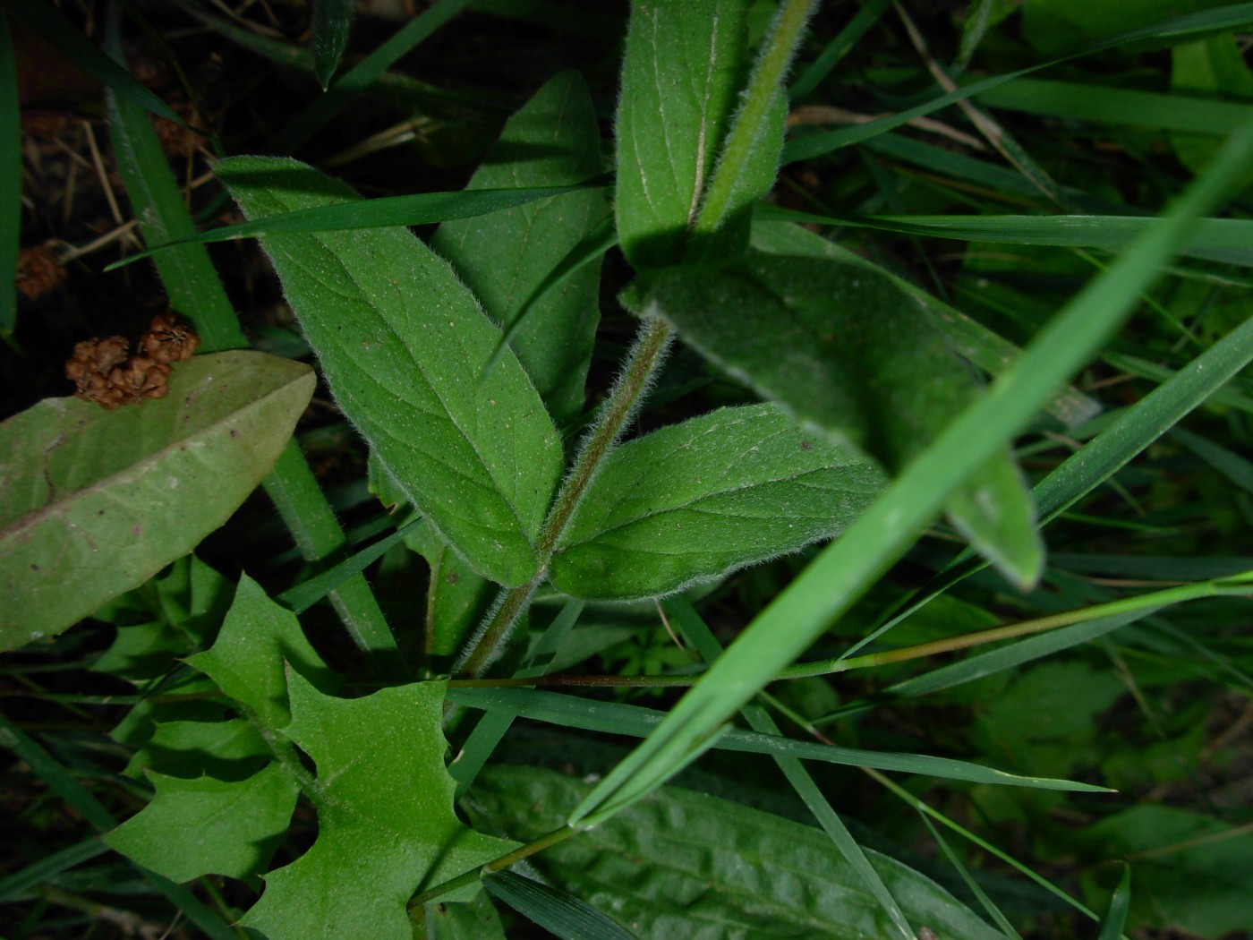 Epilobium parviflorum / Garofanino minore